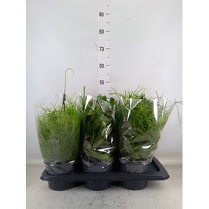 Rhipsalis   ...mix