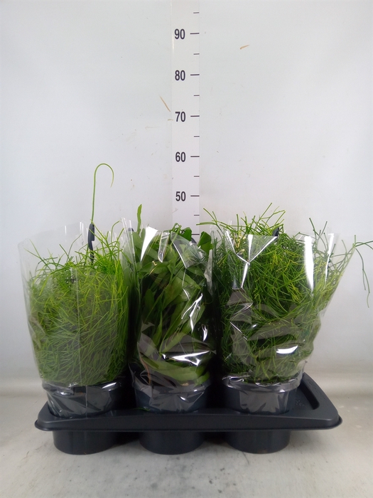 <h4>Rhipsalis   ...mix</h4>