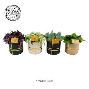 Gemengde tray 12cm in lauri pot