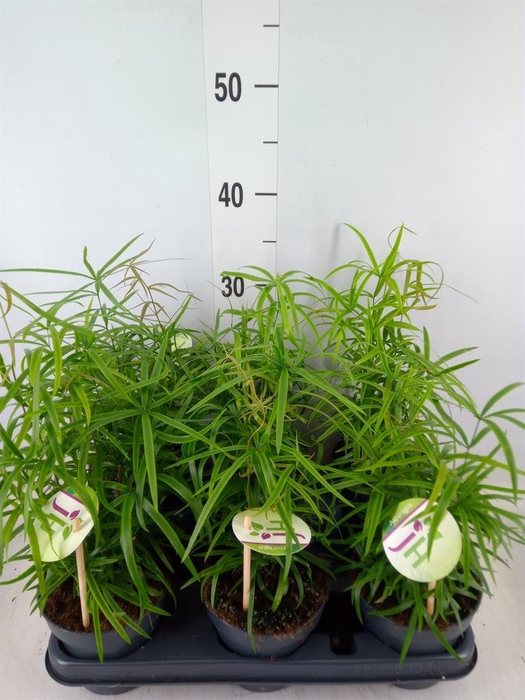 <h4>Asparagus falcatus</h4>