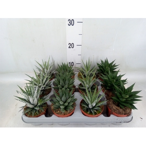Haworthia   ...mix