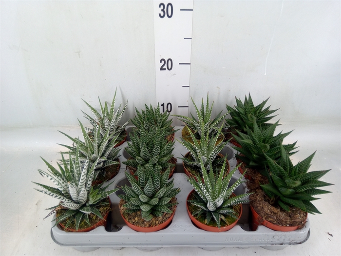 <h4>Haworthia   ...mix</h4>