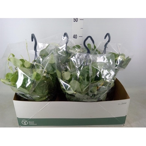 Scindapsus pictus 'Silvery Ann'