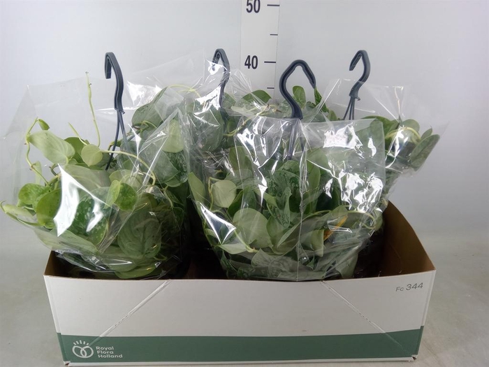 <h4>Scindapsus pictus 'Silvery Ann'</h4>