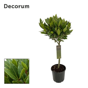 Laurus nobilis Bol op stam