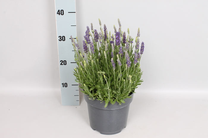vaste planten 19 cm  Lavendel Spear Blue