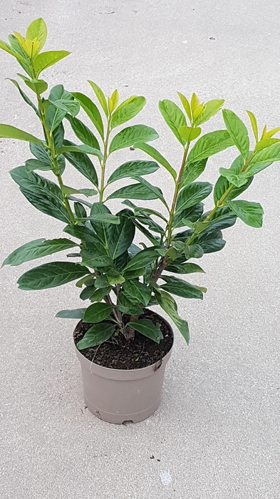 <h4>Prunus Novita</h4>