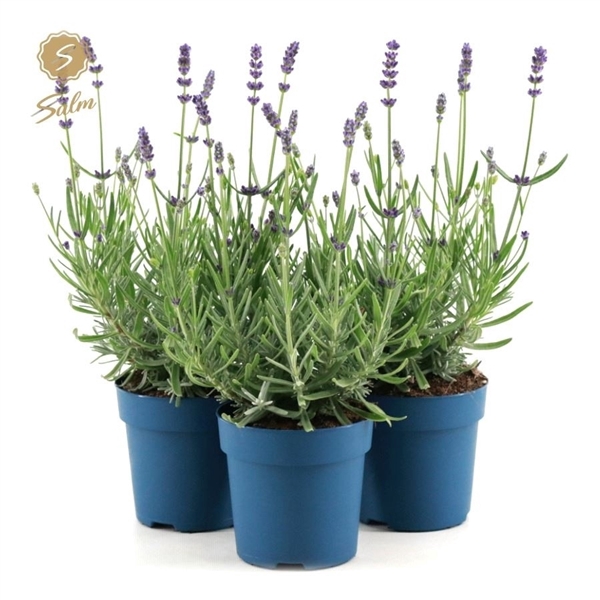 <h4>Lavandula ang. 'Felice'® Collection P10,5</h4>