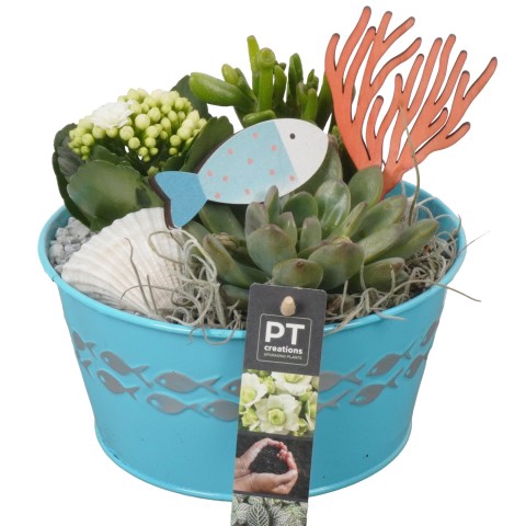 <h4>PTSUT3911 Arrangementen kamerplanten</h4>