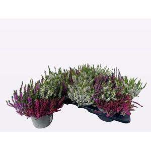 !! PROMO !! CALLUNA WIBOS TRIO P17