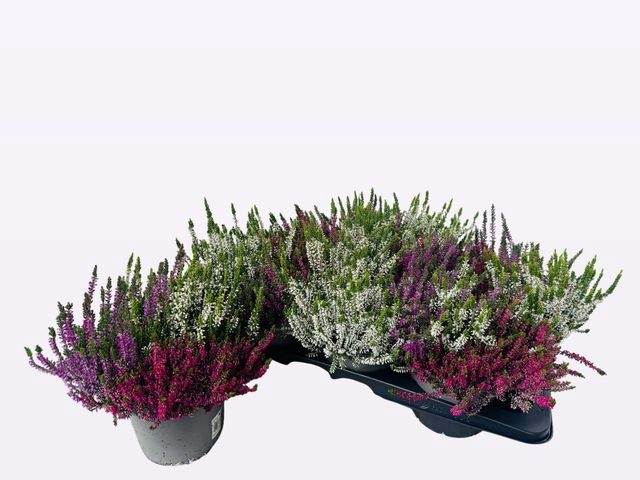 <h4>!! PROMO !! CALLUNA WIBOS TRIO P17</h4>