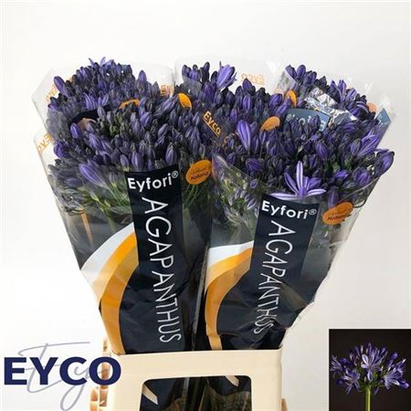 <h4>Agap Eyfori Blue</h4>