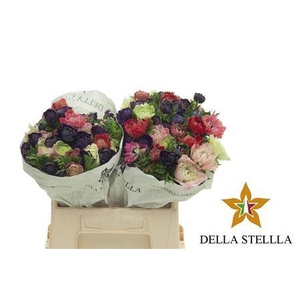 Anemone Levante Mixed In Bunch