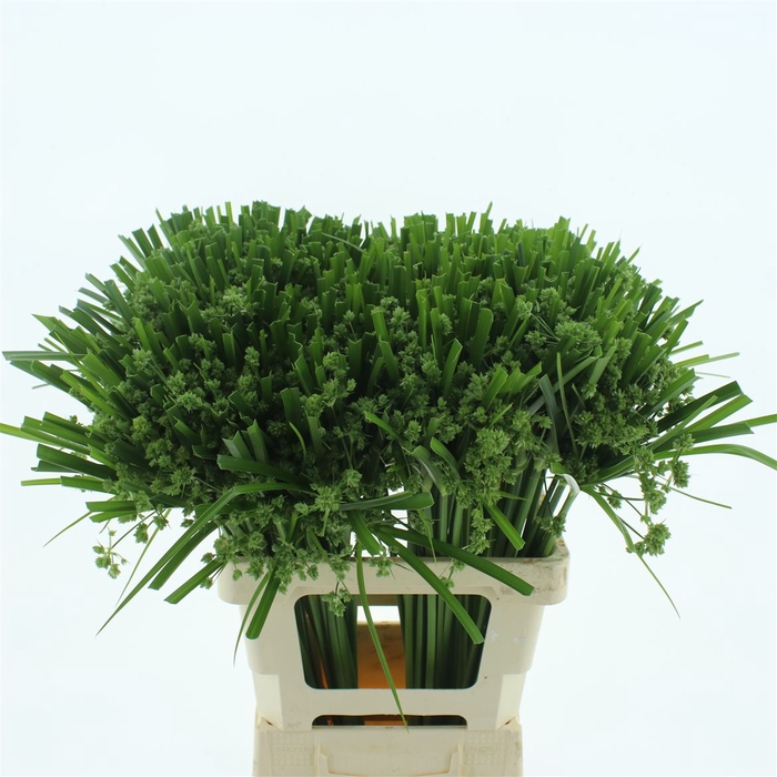 <h4>Cyperus Glaber</h4>