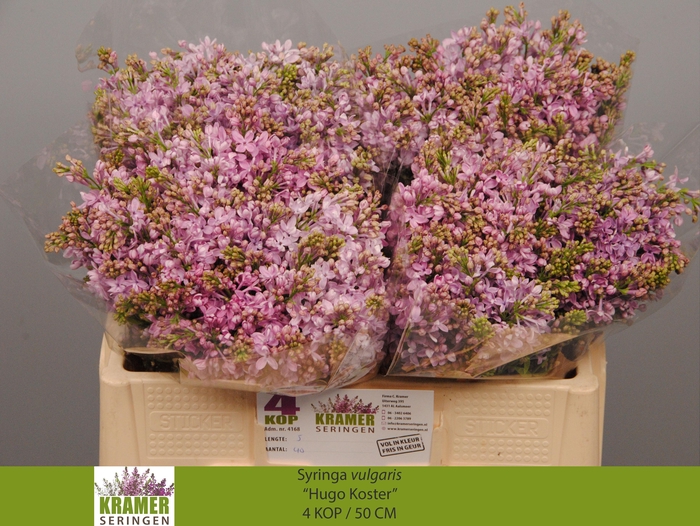 <h4>SYR V HUGO KOSTER</h4>