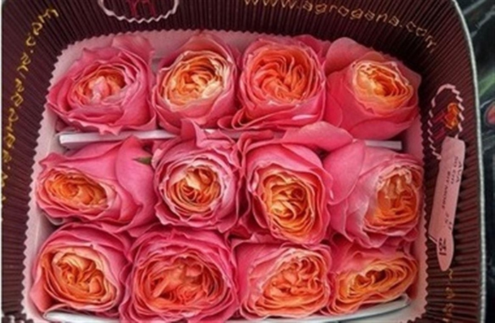 <h4>R Gr Bit More</h4>