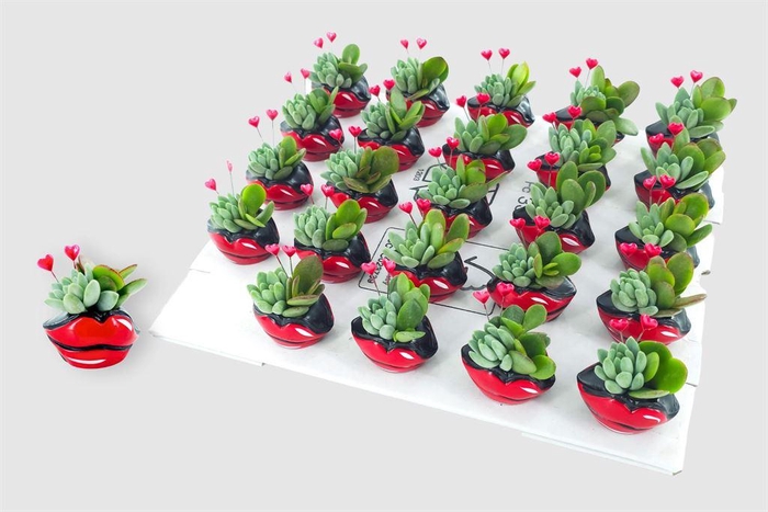 <h4>Arr. Succulents L%</h4>