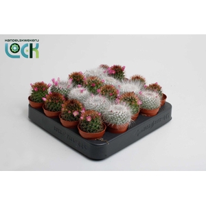 Cactus Mammillaria backebergiana mix met bloem