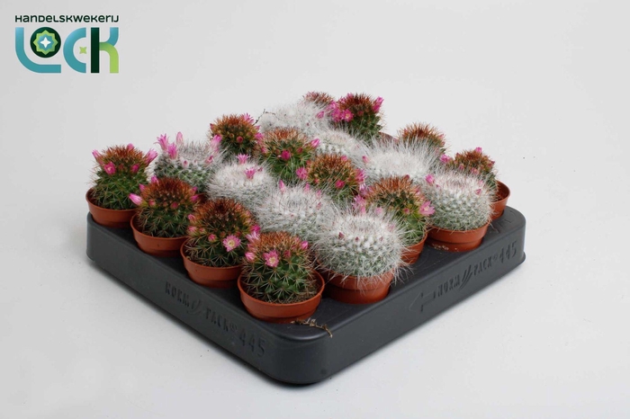 <h4>Cactus Mammillaria backebergiana mix met bloem</h4>