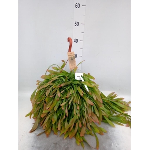 Pseudorhipsalis ramulosa