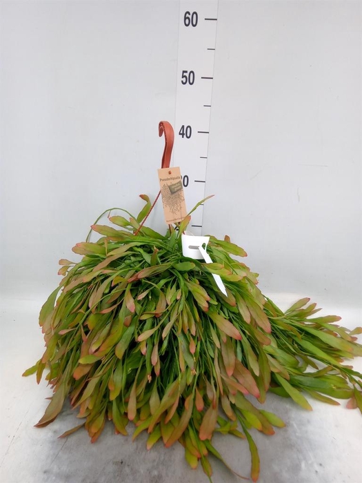 <h4>Pseudorhipsalis ramulosa</h4>