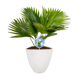 Livistona in avani white pot Disk etiket Lucht Zuiverend