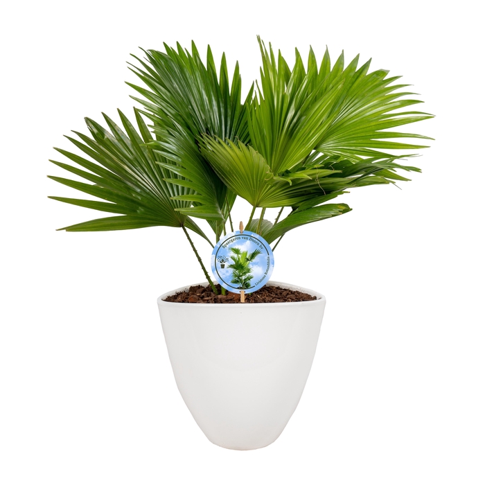 <h4>Livistona in avani white pot Disk etiket Lucht Zuiverend</h4>