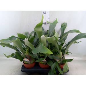 Platycerium bifurc.