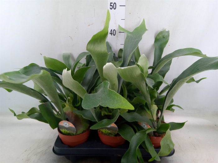 <h4>Platycerium bifurc.</h4>