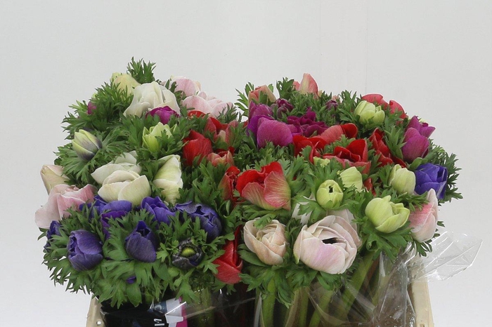 Anemone Mistral Plus Rainbow Mix