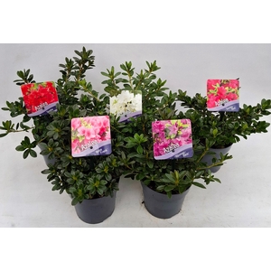 Rhododendron (AJ) Mix