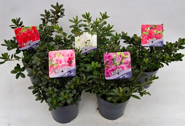 <h4>Rhododendron (AJ) Mix</h4>