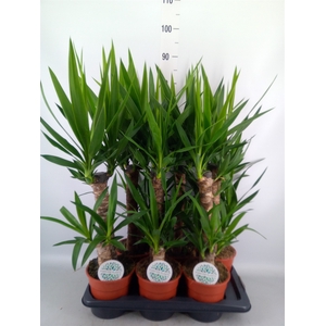 Yucca   ...