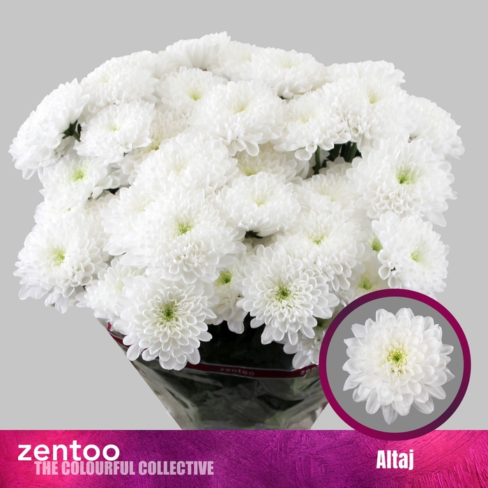 <h4>CHR T ALTAJ</h4>