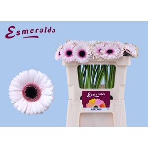 GERBERA MI 'ABBY LOU'