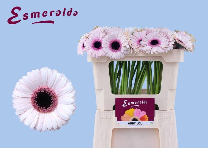 <h4>GERBERA MI 'ABBY LOU'</h4>