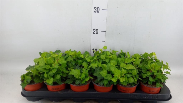 <h4>Hedera helix 'Wonder'</h4>