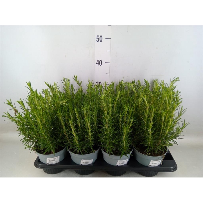 <h4>Rosmarinus offi.   ...</h4>