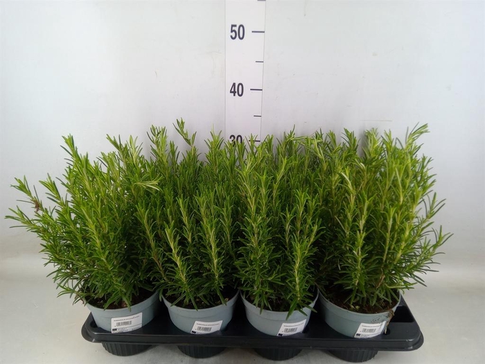 <h4>Rosmarinus offi.   ...</h4>