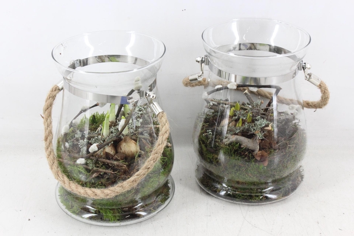 <h4>arr4 Bollenmix MB - Glazen windlicht 338/6</h4>