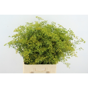 ANET GRAVEOLENS