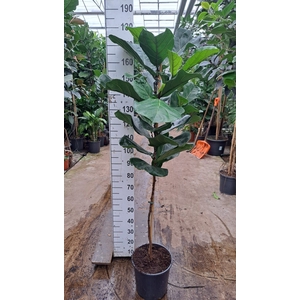 Ficus lyrata