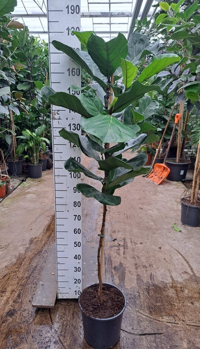 <h4>Ficus lyrata</h4>