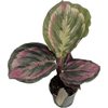 CALATHEA SPECIES p6 Medallion