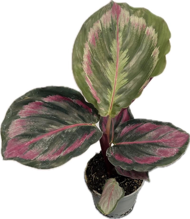 CALATHEA SPECIES p6 Medallion