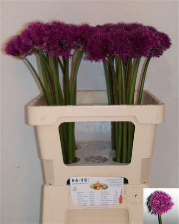 <h4>ALLIUM PURPLE SENS</h4>
