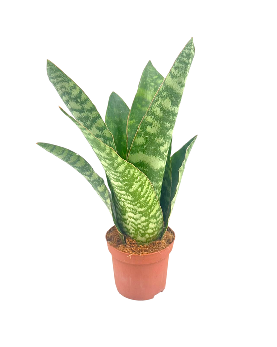 <h4>Sansevieria Aubrytiana 9 cm</h4>