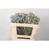 OXYPETALUM TAN PURE BLUE X25