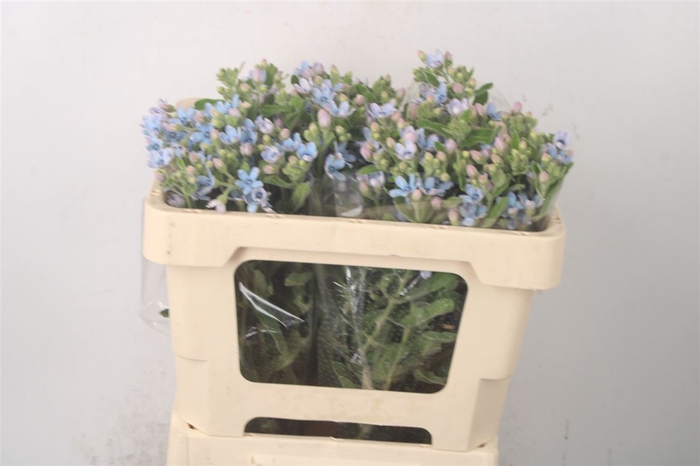 OXYPETALUM TAN PURE BLUE X25