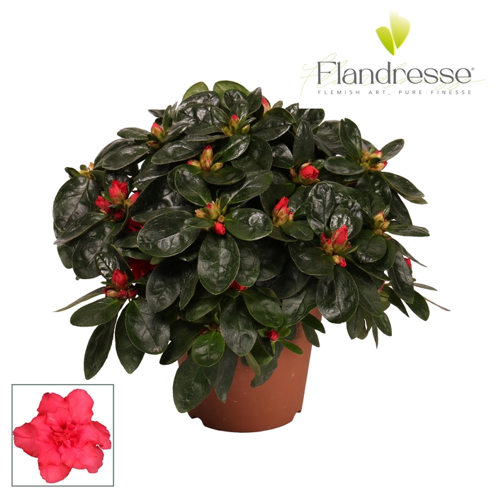 <h4>Azalea Flandresse® 'rood' 22 - 25 cm</h4>